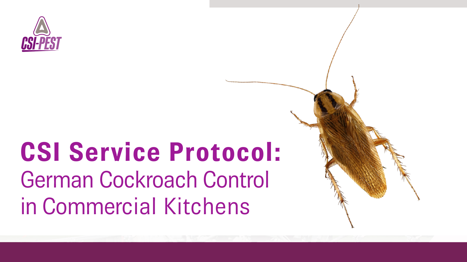 Pest-Protocol-German-Cockroach