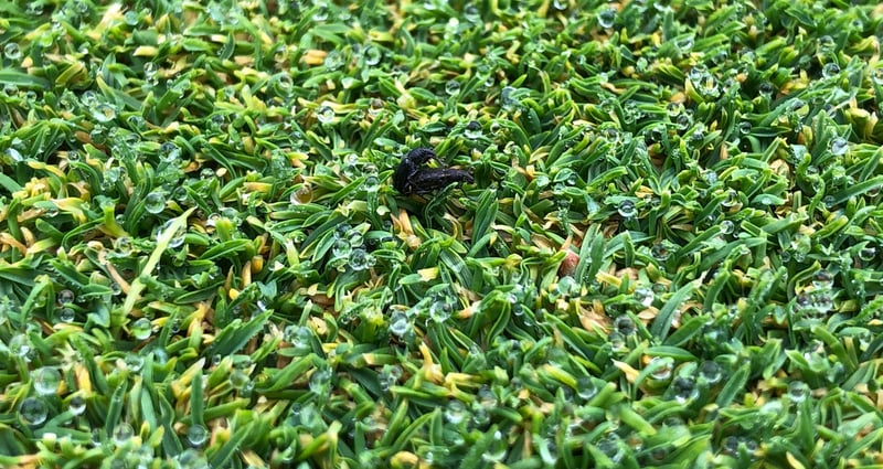 Feature image for Suprado Leads the Battle Against Annual Bluegrass Weevil Invasion