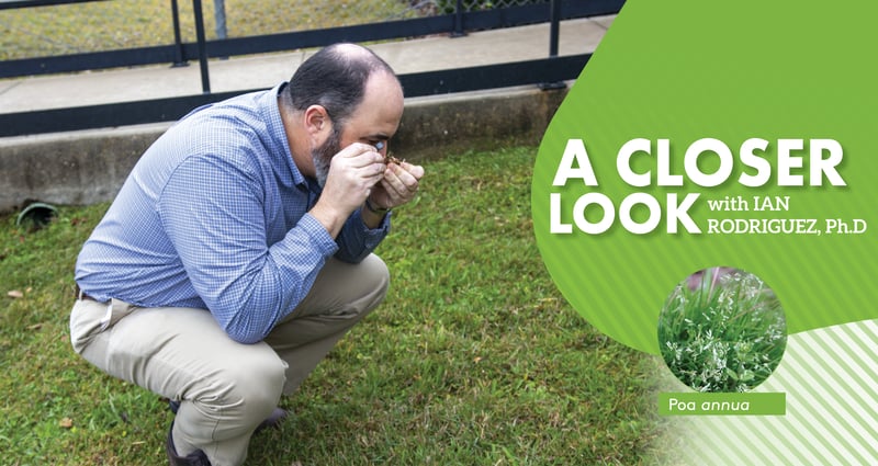 Feature image for A Closer Look at Poa annua