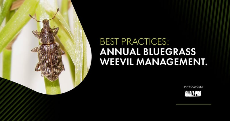 Feature image for How to eliminate annual bluegrass weevils