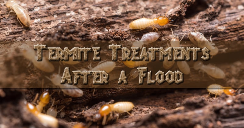 Feature image for Termite Treatments After a Flood