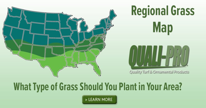 Feature image for What Type of Grass Should You Plant in Your Area