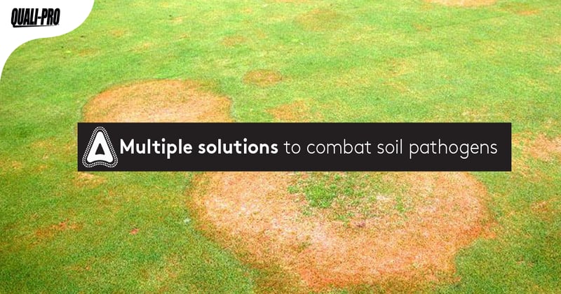 Feature image for Multiple Solutions to Combat Soil Pathogens