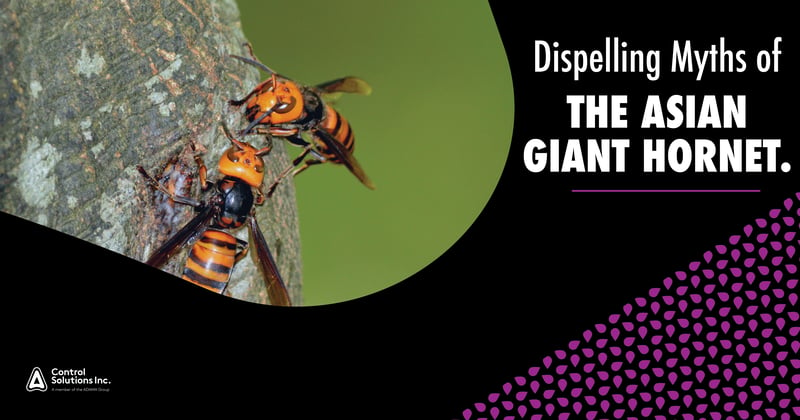 Feature image for The Asian Giant Hornet