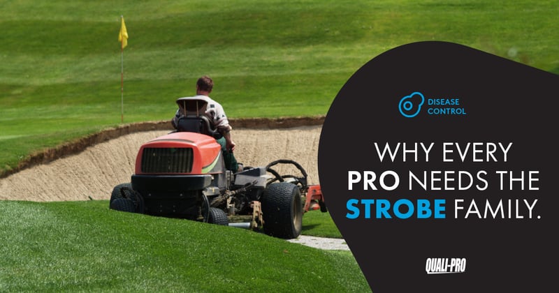 Feature image for Why Every Pro Needs The Strobe® Family