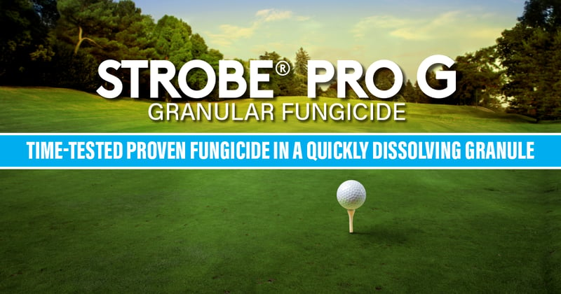 Feature image for The Flexibility of Strobe Pro G