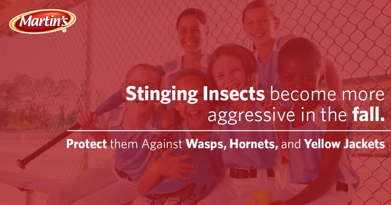 Feature image for Stinging Insects Become More Aggressive in the Fall