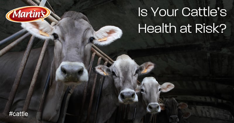 Feature image for Is Your Cattle's Health at Risk?