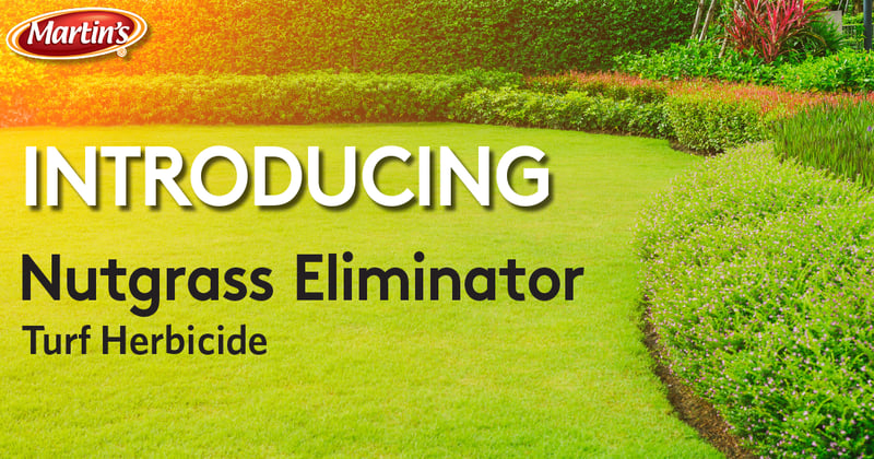 Feature image for Introducing Nutgrass Eliminator