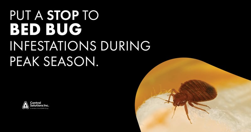 Feature image for How To Stop a Bed Bug Infestation During Peak Season