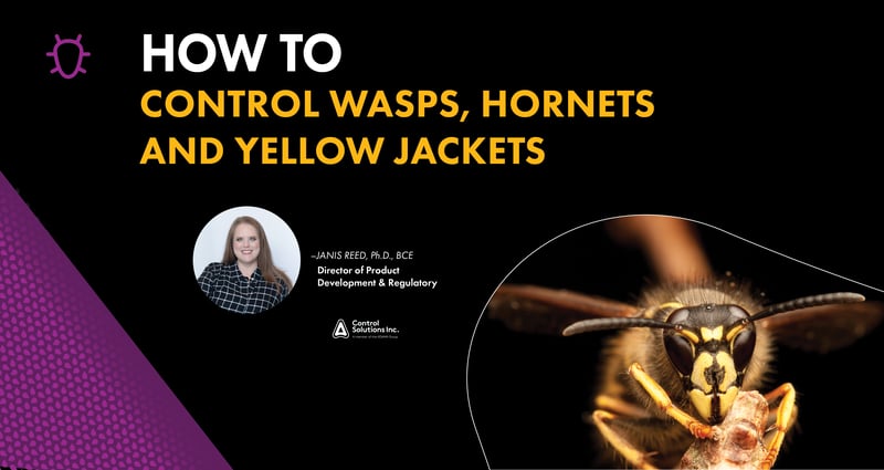 Feature image for How to Control Wasps, Hornets and Yellow Jackets