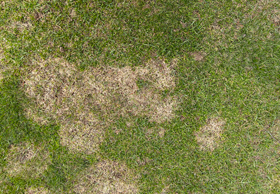 IMG_0012_Snow_Mold-Fungicide