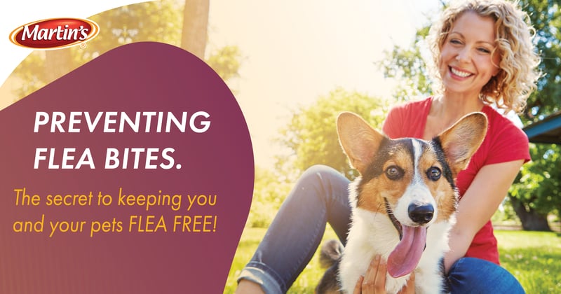 Feature image for How To Prevent Flea Bites