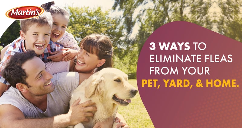 Feature image for 3 Ways to Eliminate Fleas from your Pet, Yard and Home