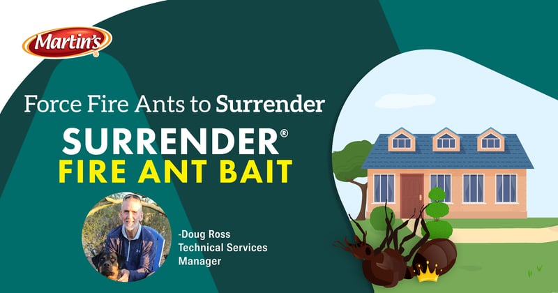 Feature image for Force Fire Ants to SURRENDER