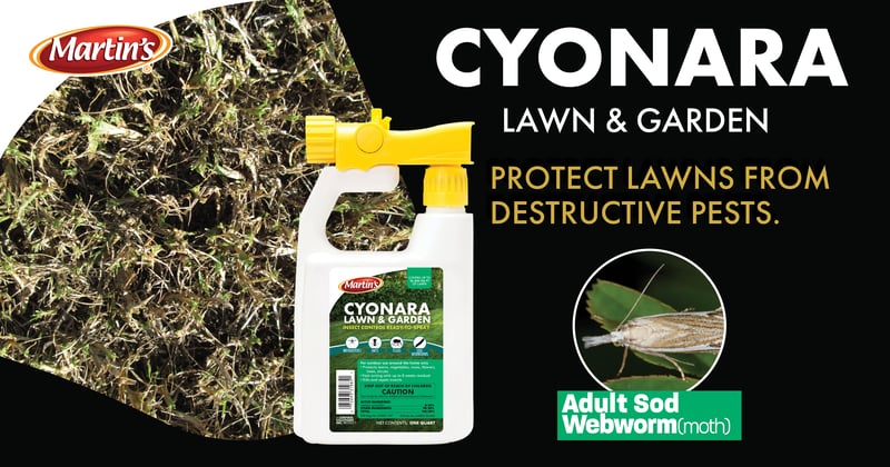 Feature image for Pesky Sod Webworms Destroying Your Lawn