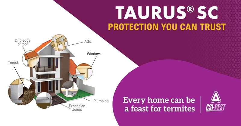 Feature image for Every Home Can be A Feast for Termites