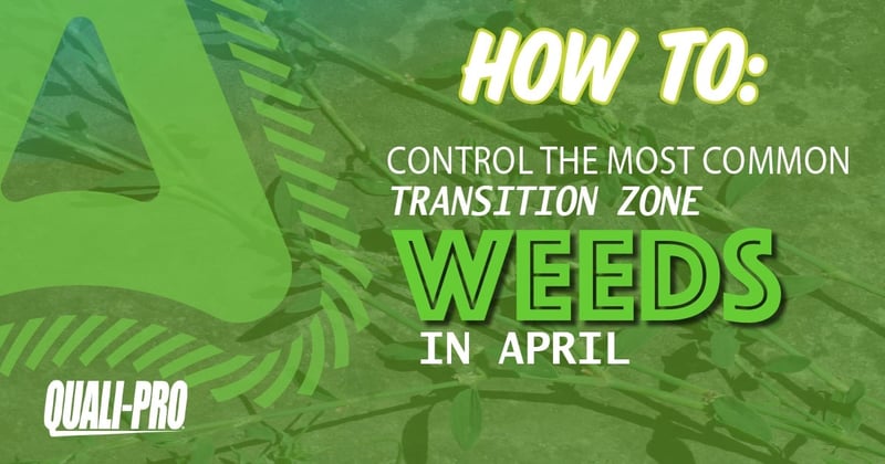 Feature image for How to Control the Most Common Transition Zone Weeds