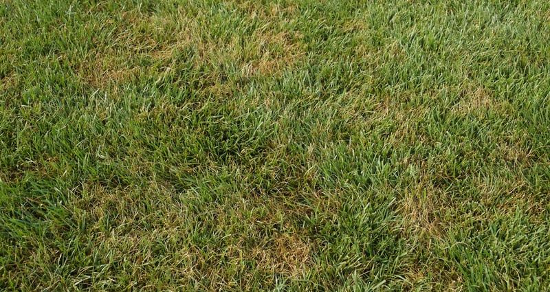 Feature image for Techs On Turf– Diagnose & Treat Pythium