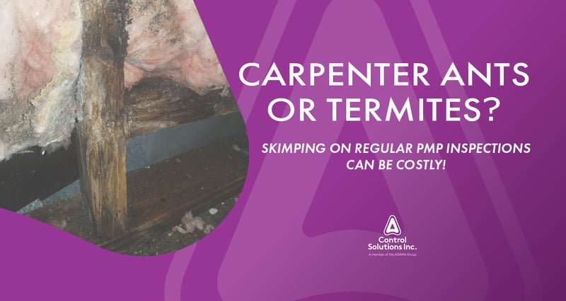 Feature image for Termites or Carpenter Ants?