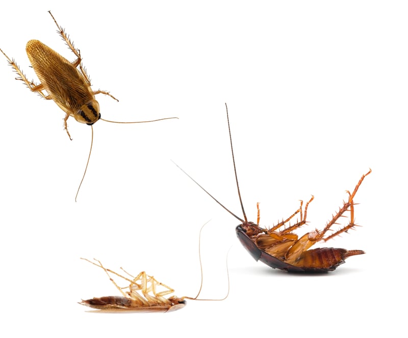 Feature image for A Closer Look: The Cockroach Culprits