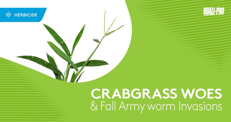 Feature image for Crabgrass Woes and Fall Armyworms Become Problematic