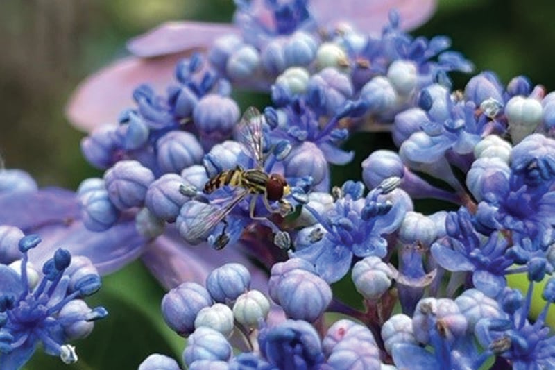 Feature image for A Closer Look at Interesting Fly Facts