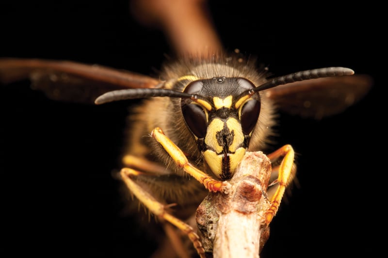 Feature image for A Closer Look: Stinging Insects of Summer Uncovered