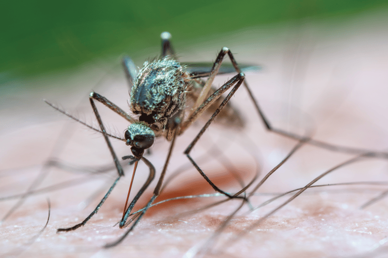 Feature image for A Closer Look at Mosquitoes