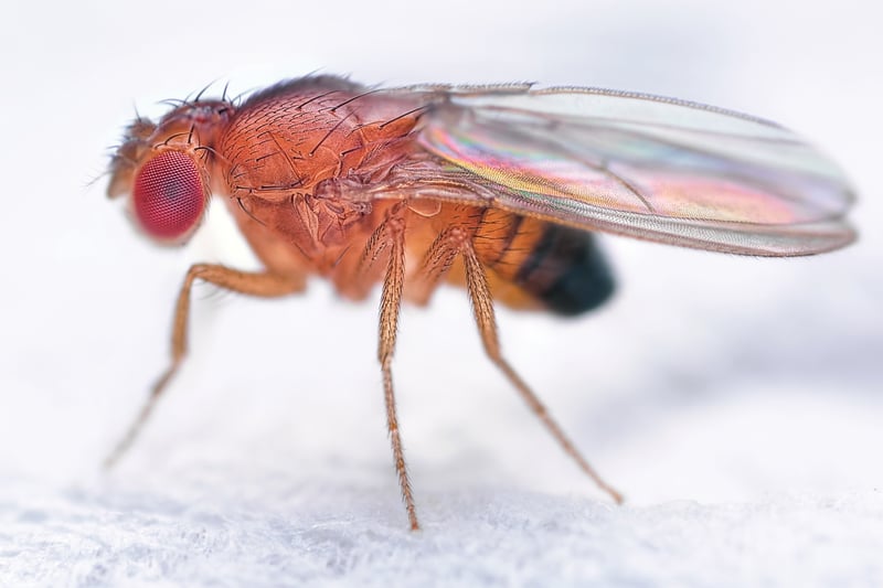 Feature image for How to Identify and Control Small Flies