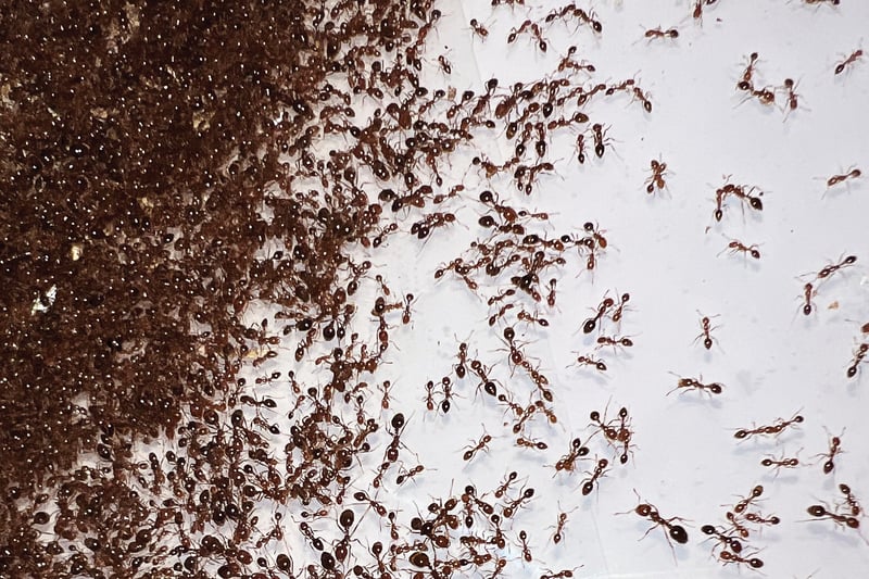 Feature image for A Closer Look At Fire Ants