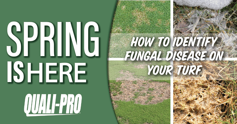 Feature image for How to Identify Fungal Disease on your Turf