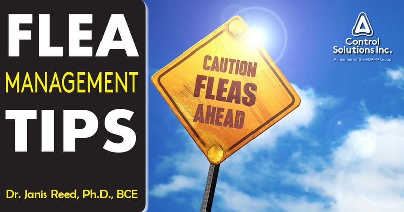 Feature image for Flea Management Tips