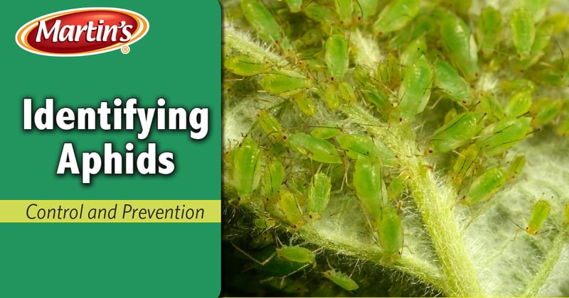 Feature image for How to Identify Aphids