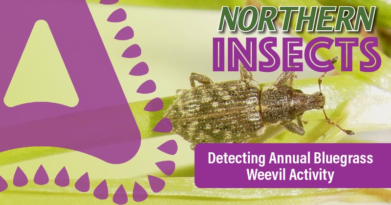 Feature image for How to Detect Annual Bluegrass Weevil Activity