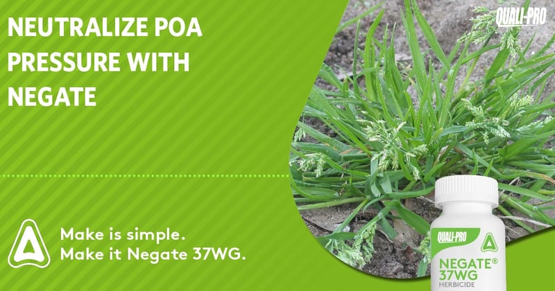 Feature image for Neutralize Poa pressure with Negate