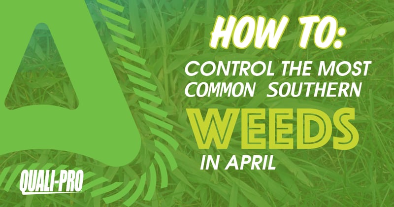 Feature image for How To Control the Most Common Southern Weeds