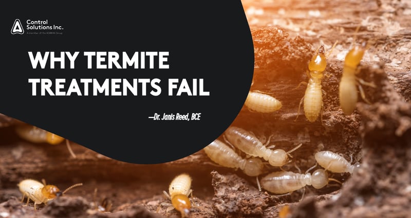 Feature image for Why Do Termite Treatments Fail?